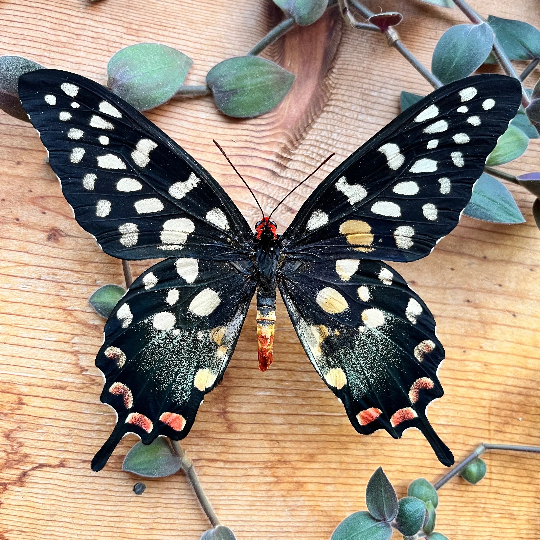 Madagascar Giant Swallowtail Papilio antenor HUGE Butterfly Unspread