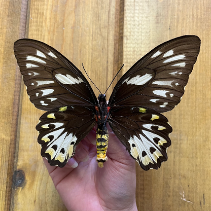 HUGE BUTTERFLY! Ornithoptera priamus poseidon female birdwing