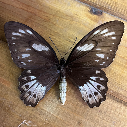 HUGE BUTTERFLY! Ornithoptera priamus poseidon female birdwing