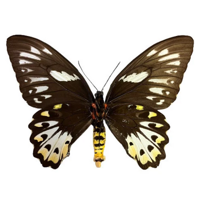 HUGE BUTTERFLY! Ornithoptera priamus poseidon female birdwing