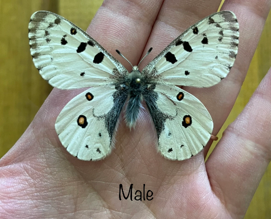 Rocky Mountain parnassian ‘Parnassius smintheus’ HIGH ALTITUDE BUTTERFLY