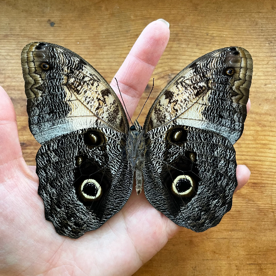 Caligo memnon 'OWL' Butterfly SPREAD and FRAMED