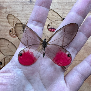 Cithaerias pireta aurorina, REAL BUTTERFLY DayGlo Pink Clearwing