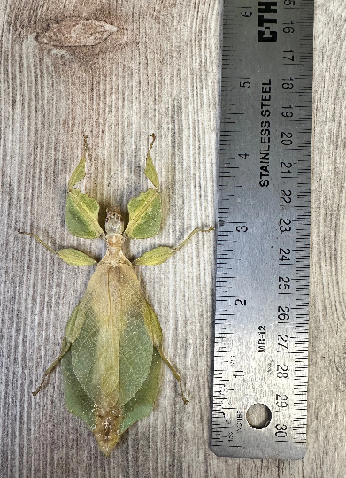 Leaf Insect 'Phyllium westwoodi' SPREAD REAL