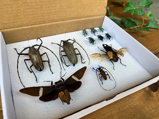 Insect Storage Box/Container 8 1/2