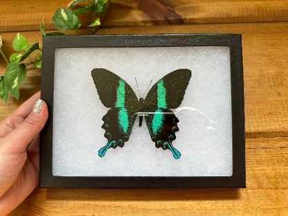 SPREAD and FRAMED Papilio Blumei, Blue-Green Swallowtail Butterfly