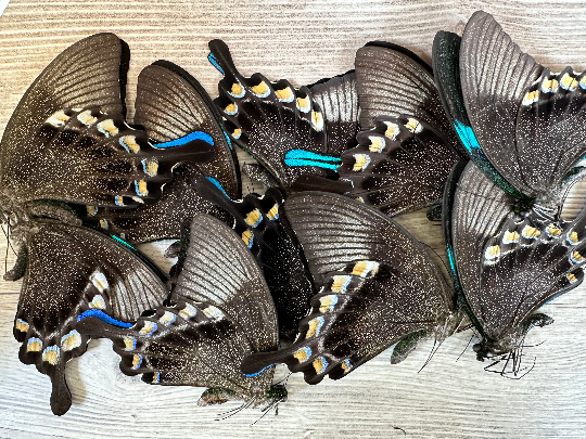 Papilio blumei Lot of 5 A1-/A2 Real Butterfly Wholesale