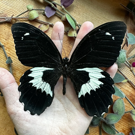 GIANT Black Swallowtail Butterfly ‘Papilio gambrisius colossus’