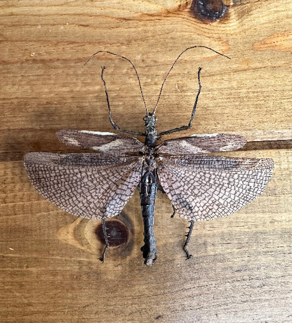 Male Stick Insect 'Heteropteryx dilatata'