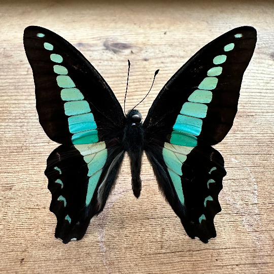 Graphium sarpedon, Common Bluebottle Butterfly
