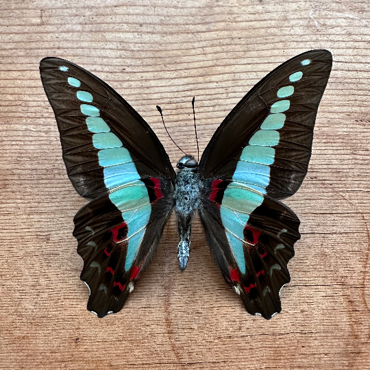 Graphium sarpedon, Common Bluebottle Butterfly