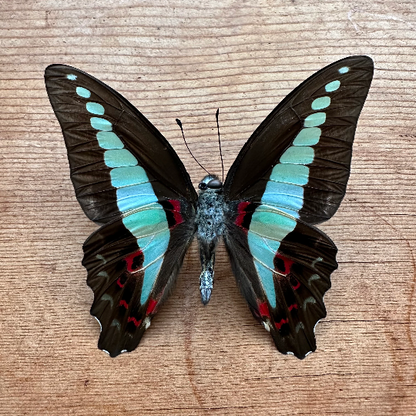 Graphium sarpedon, Common Bluebottle Butterfly