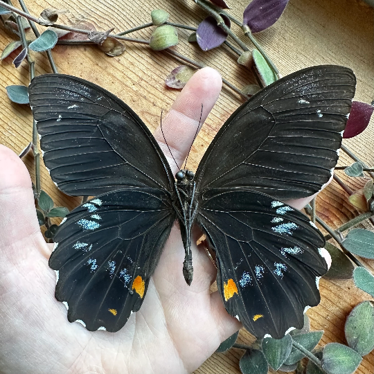 GIANT Black Swallowtail Butterfly ‘Papilio gambrisius colossus’