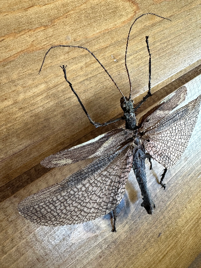 Heteropteryx dilatata Male Stick Insect SPREAD