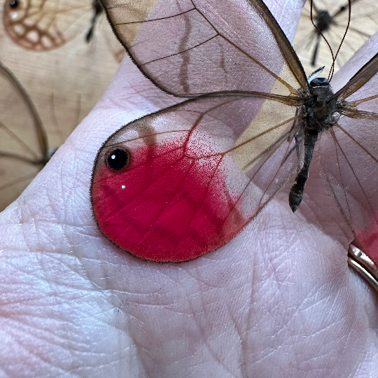 Cithaerias pireta aurorina, REAL BUTTERFLY DayGlo Pink Clearwing