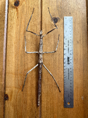 GIANT Stick Insect 'Tirachoidea westwoodi' UNSPREAD HUGE!
