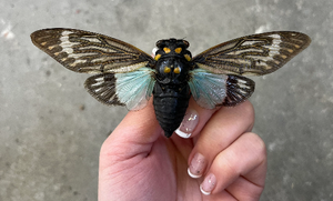 REAL Blue Cicada Tosena splendida SPREAD insect