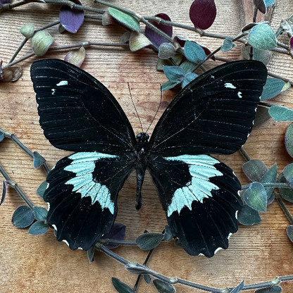 GIANT Black Swallowtail Butterfly ‘Papilio gambrisius colossus’