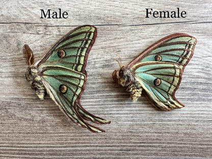 Spanish Moon Moth 'Graellsia isabellae' UNSPREAD – The Little Spanish Moon Moth 'Graellsia isabellae' UNSPREAD – The Little