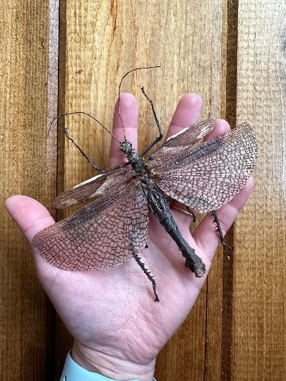 Male Stick Insect 'Heteropteryx dilatata'