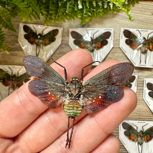 Green and Orange Lanternfly ‘Penthicodes farinosa peleng’