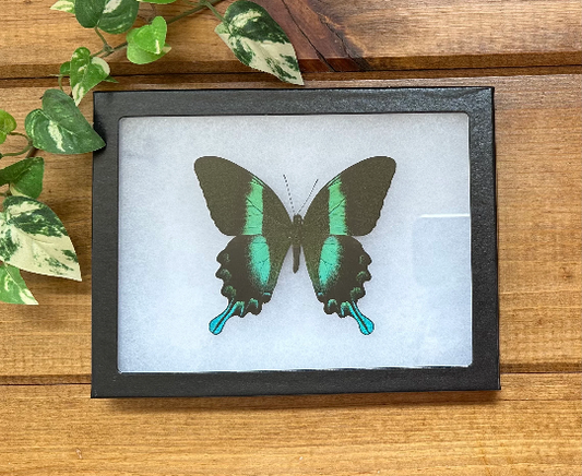 SPREAD and FRAMED Papilio Blumei, Blue-Green Swallowtail Butterfly