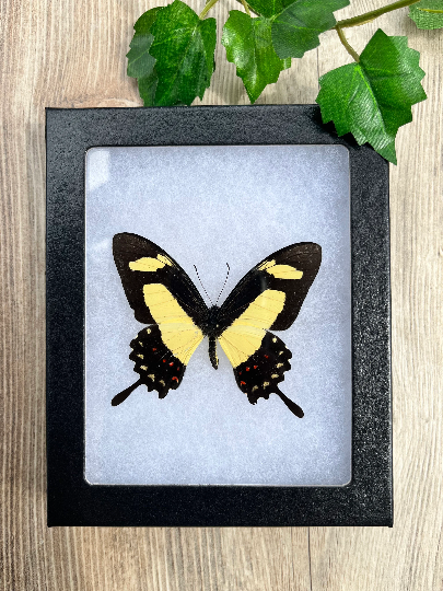 Papilio torquatus, REAL Swallowtail Butterfly SPREAD and FRAMED butterfly