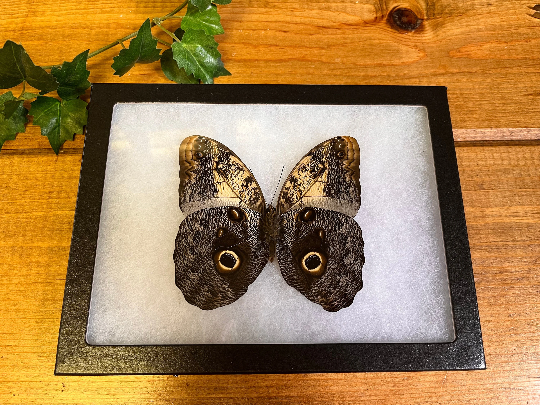 Caligo memnon 'OWL' Butterfly SPREAD and FRAMED