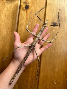 GIANT Stick Insect 'Tirachoidea westwoodi' UNSPREAD HUGE!