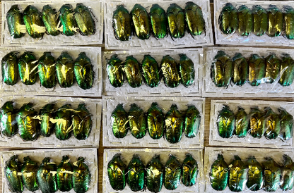 WHOLESALE! Bulk Real Metallic Green Scarab Beetles!