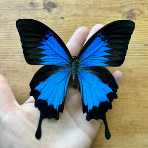 Papilio ulysses, Mountain Blue Swallowtail