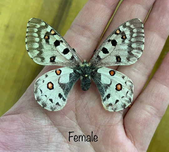 Rocky Mountain parnassian ‘Parnassius smintheus’ HIGH ALTITUDE BUTTERFLY