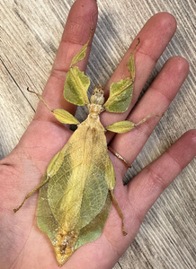 Leaf Insect 'Phyllium westwoodi' SPREAD REAL