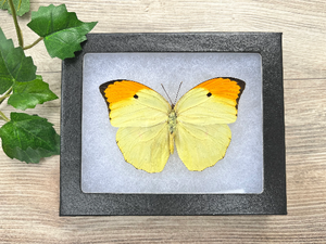 Anteos menippe SPREAD and FRAMED butterfly