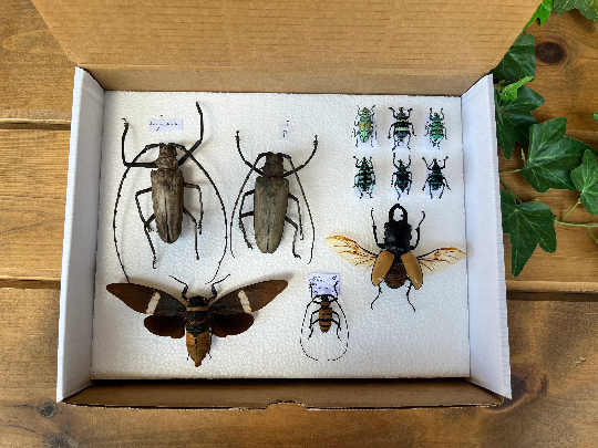 Insect Storage Box/Container 8 1/2