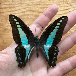 Graphium sarpedon, Common Bluebottle Butterfly