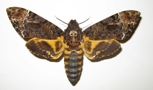 DEATHS-HEAD MOTH Acherontia lachesis