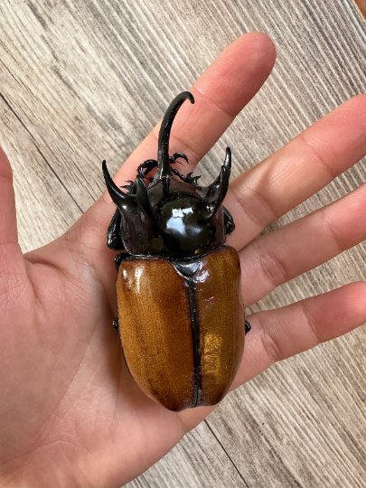 REAL Five Horned Rhinoceros Beetle BIG 'Eupatoris gracillicornis'