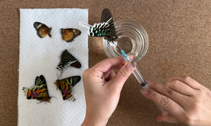 Butterfly/Insect Hydration Chamber Kit