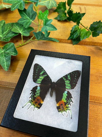 Madagascar Sunset Moth, Urania ripheus SPREAD and FRAMED