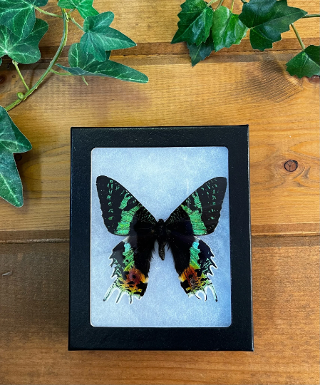 Madagascar Sunset Moth, Urania ripheus SPREAD and FRAMED