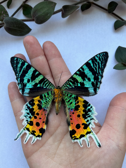 Madagascar Sunset Moth, Urania ripheus SPREAD and FRAMED