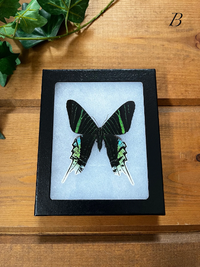 REAL Brilliant Dayflying Moth, Urania leilus SPREAD and FRAMED