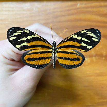 Isabella's Longwing Butterfly 'Eueides isabella' Unspread