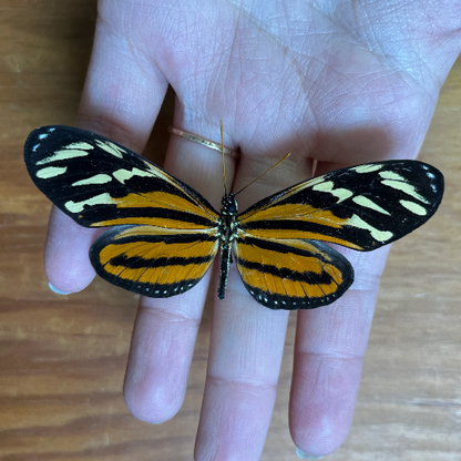 Isabella's Longwing Butterfly 'Eueides isabella' Unspread