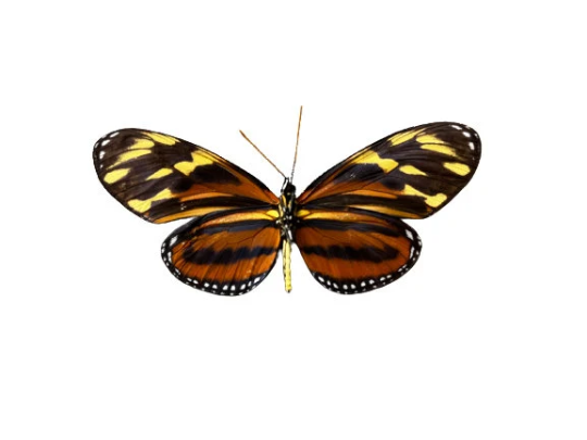 Isabella's Longwing Butterfly 'Eueides isabella' Unspread