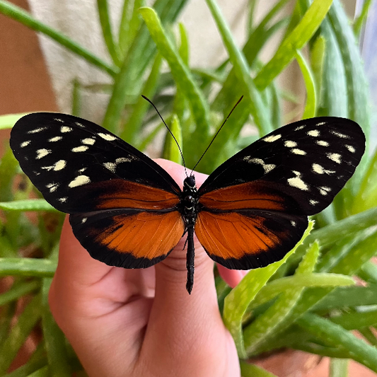 Tiger Longwing Butterfly ‘Heliconius hecale’  UNSPREAD