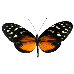 Tiger Longwing Butterfly ‘Heliconius hecale’  UNSPREAD