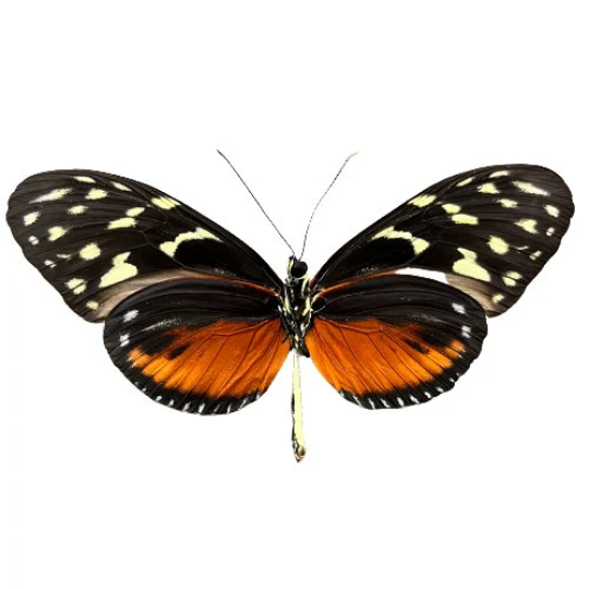 Tiger Longwing Butterfly ‘Heliconius hecale’  UNSPREAD