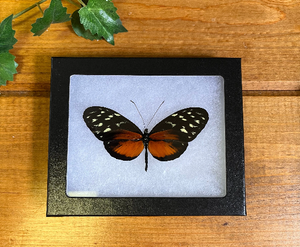Tiger Longwing Butterfly ‘Heliconius hecale’ SPREAD and FRAMED